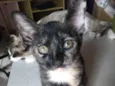 Gato raça  idade 2 a 6 meses nome Fêmea 