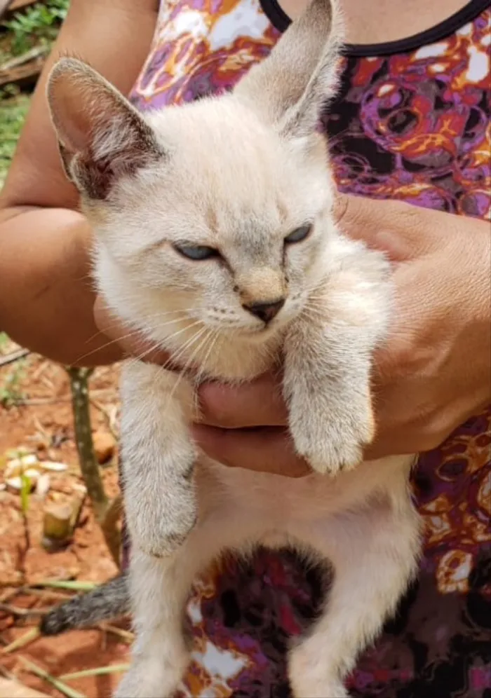 Gato ra a SRD idade 2 a 6 meses nome Nico