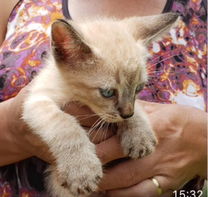 Gato ra a SRD idade 2 a 6 meses nome Cico 