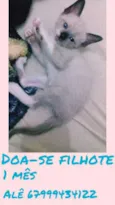 GATINHOS BEBÊS