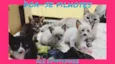GATINHOS BEBÊS