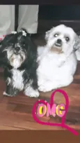 Robin e Pipoca