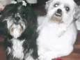 Robin e Pipoca