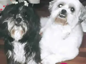 Cachorro raça Ilhasa apso idade 2 anos nome Robin e Pipoca