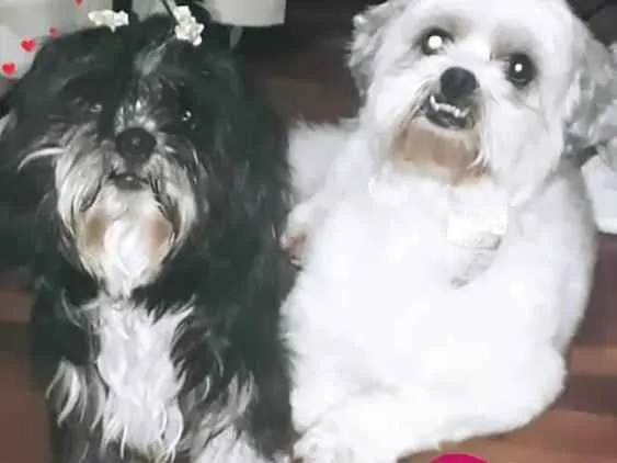 Cachorro ra a Ilhasa apso idade 2 anos nome Robin e Pipoca