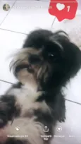 Robin e Pipoca
