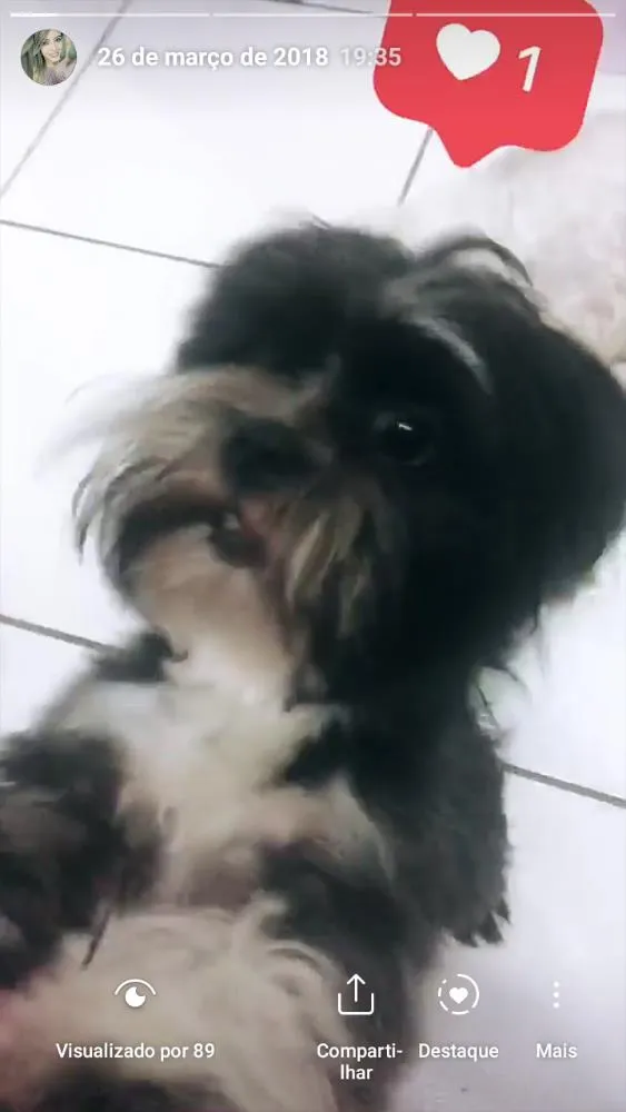 Cachorro ra a Ilhasa apso idade 2 anos nome Robin e Pipoca