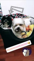 Robin e Pipoca