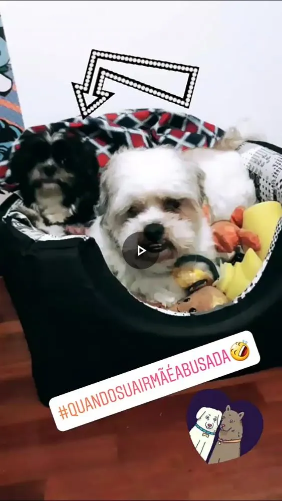 Cachorro ra a Ilhasa apso idade 2 anos nome Robin e Pipoca