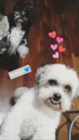 Robin e Pipoca