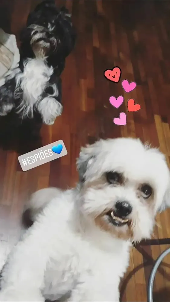 Cachorro ra a Ilhasa apso idade 2 anos nome Robin e Pipoca
