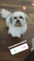 Robin e Pipoca