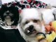 Robin e Pipoca