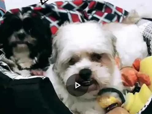 Cachorro ra a Ilhasa apso idade 2 anos nome Robin e Pipoca