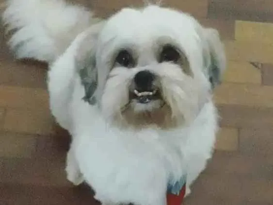 Cachorro ra a Ilhasa apso idade 2 anos nome Robin e Pipoca