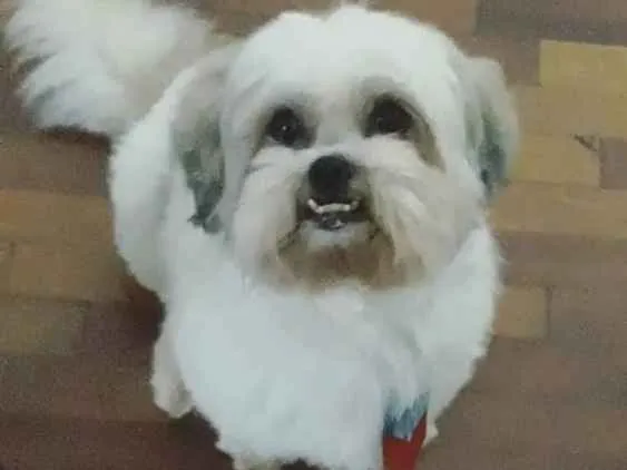 Cachorro ra a Ilhasa apso idade 2 anos nome Robin e Pipoca
