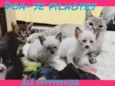 GATINHOS BEBÊS