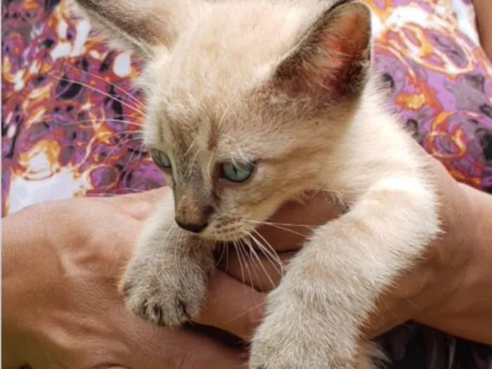 Gato ra a SRD idade 2 a 6 meses nome Cico 