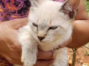Gato raça SRD idade 2 a 6 meses nome Nico