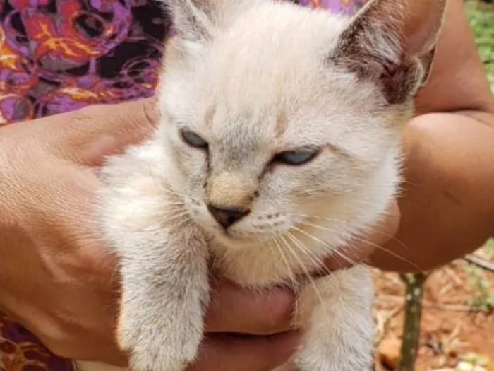 Gato ra a SRD idade 2 a 6 meses nome Nico