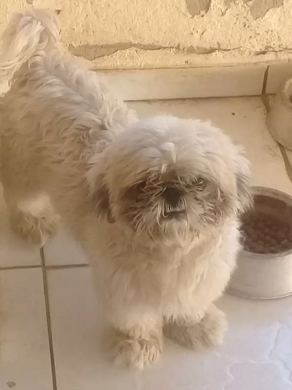 Cachorro ra a Shitzu idade 2 anos nome Zequinha 