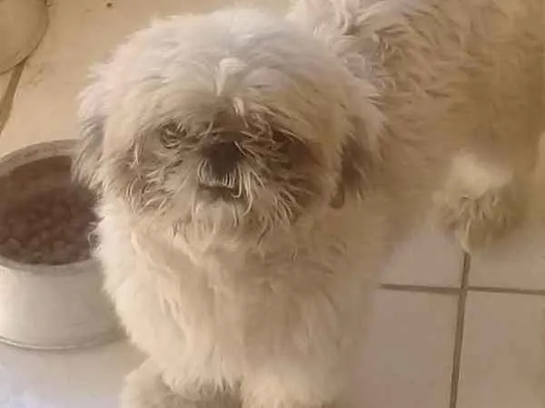 Cachorro ra a Shitzu idade 2 anos nome Zequinha 