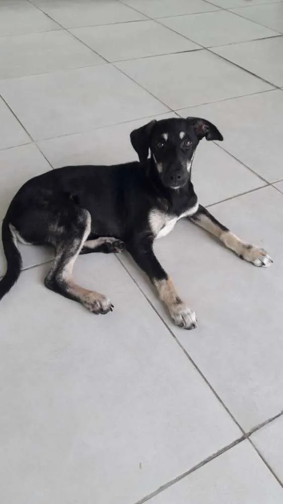 Cachorro raça Srd idade 2 a 6 meses nome Lolla