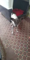 Zequinha