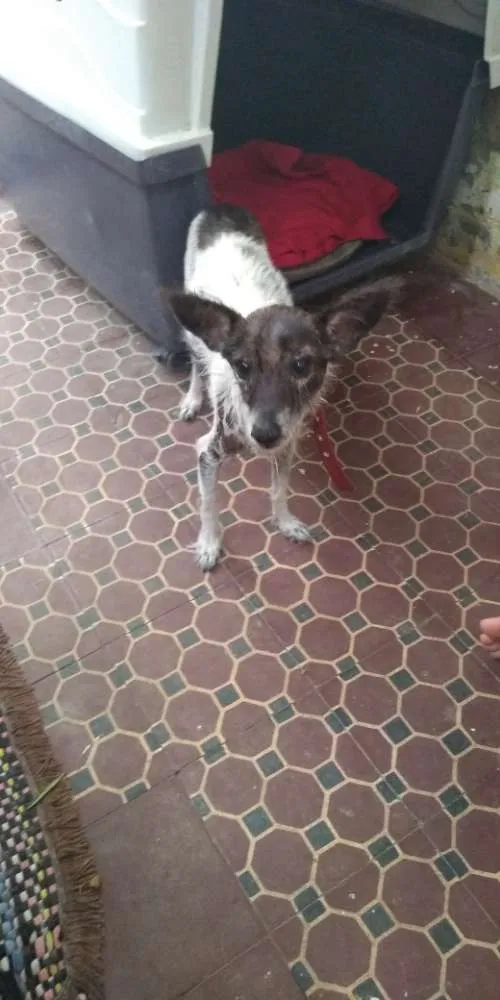 Cachorro ra a Srd idade 5 anos nome Zequinha