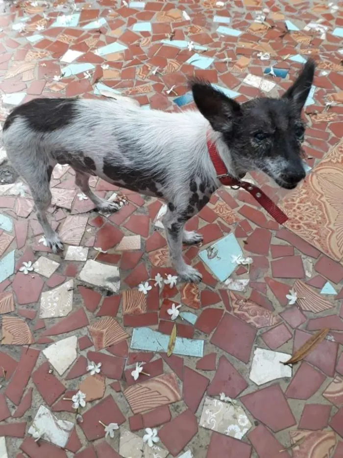 Cachorro ra a Srd idade 5 anos nome Zequinha