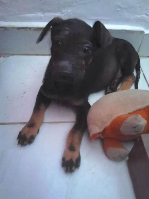 Cachorro ra a SRD idade 2 a 6 meses nome Pretito guerreiro