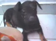 Pretito guerreiro