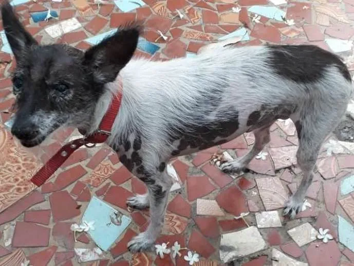 Cachorro ra a Srd idade 5 anos nome Zequinha