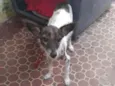 Zequinha