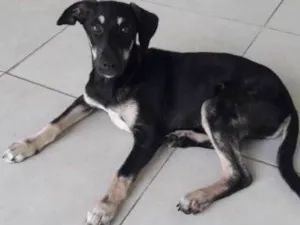 Cachorro raça Srd idade 2 a 6 meses nome Lolla