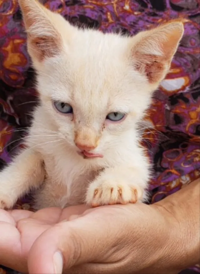 Gato ra a SRD idade 2 a 6 meses nome Fred 