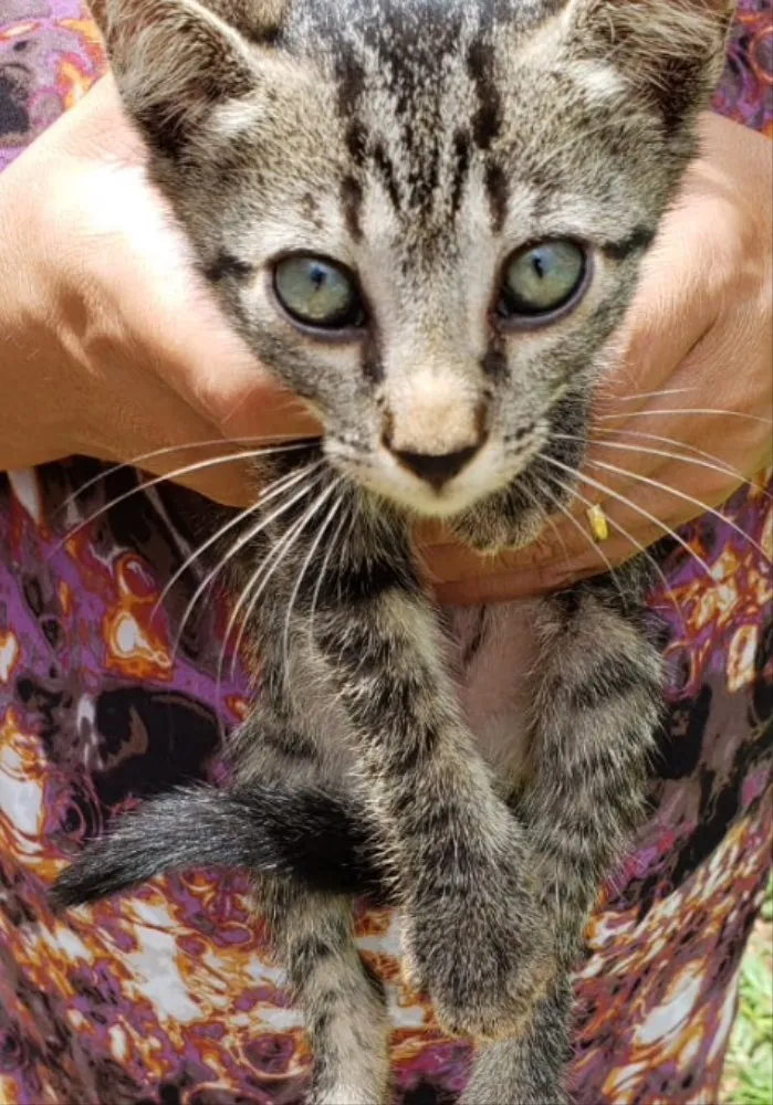 Gato ra a SRD idade 2 a 6 meses nome Lia 