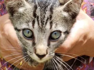 Gato raça SRD idade 2 a 6 meses nome Lia 