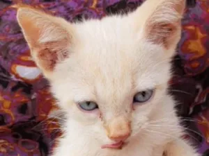Gato raça SRD idade 2 a 6 meses nome Fred 
