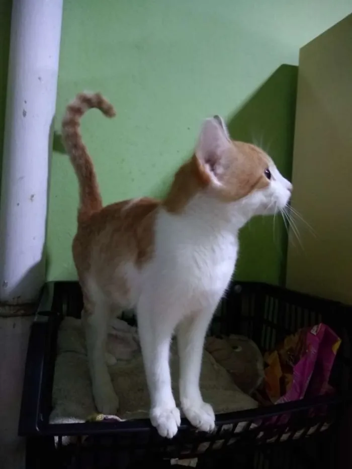 Gato ra a Srd idade 2 a 6 meses nome Lorinha