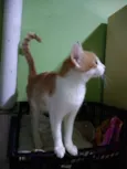 Lorinha