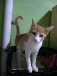 Lorinha