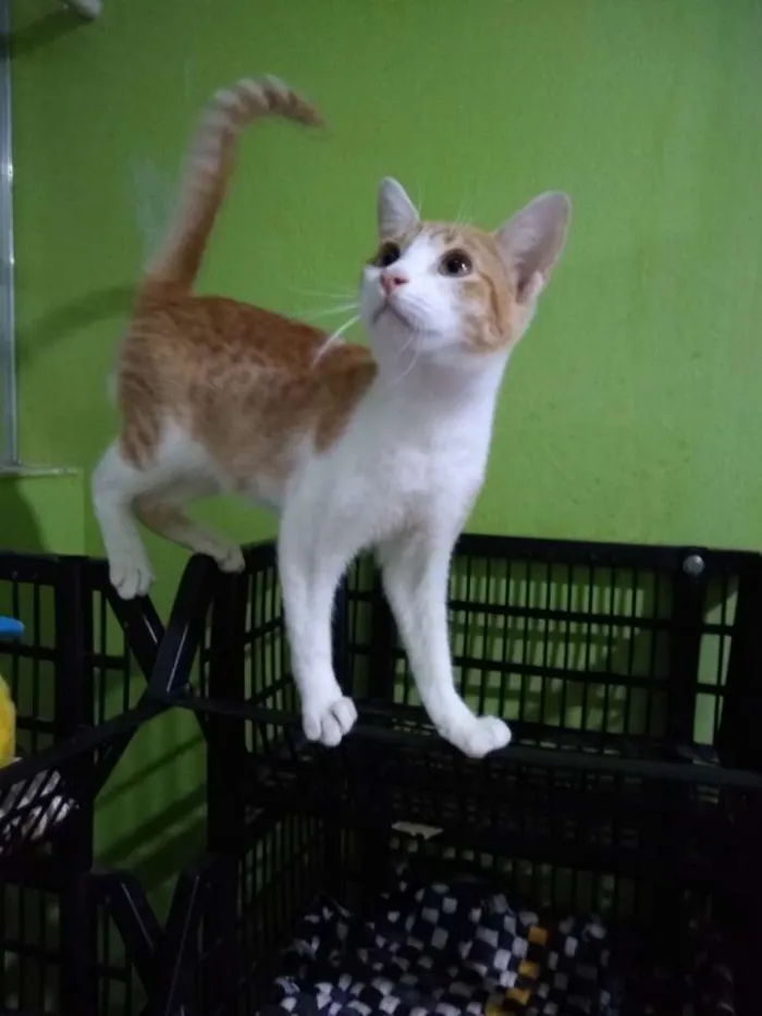Gato ra a Srd idade 2 a 6 meses nome Lorinha