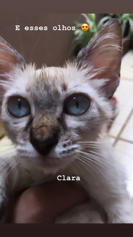 Gato ra a Siamês  idade 2 a 6 meses nome Clarinha