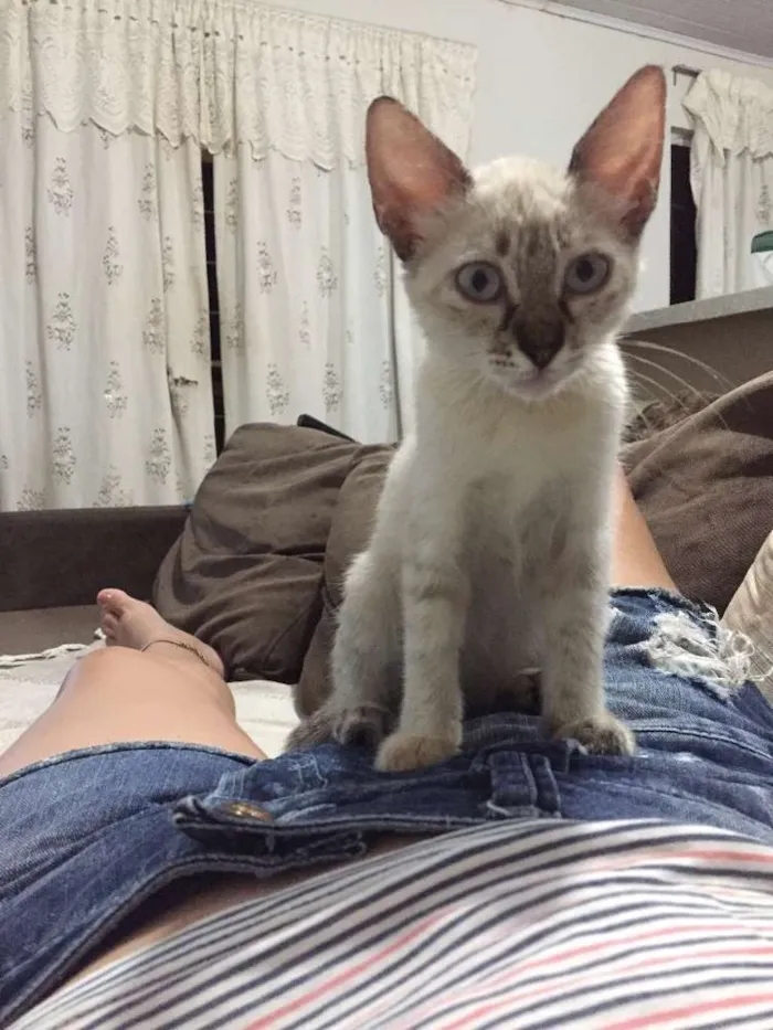 Gato ra a Siamês  idade 2 a 6 meses nome Clarinha