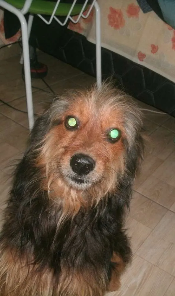 Cachorro ra a Mestiço idade 6 ou mais anos nome Dragon