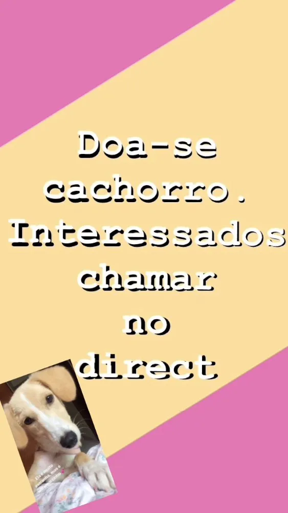 Cachorro ra a Vira-lata  idade 2 anos nome Cristal 