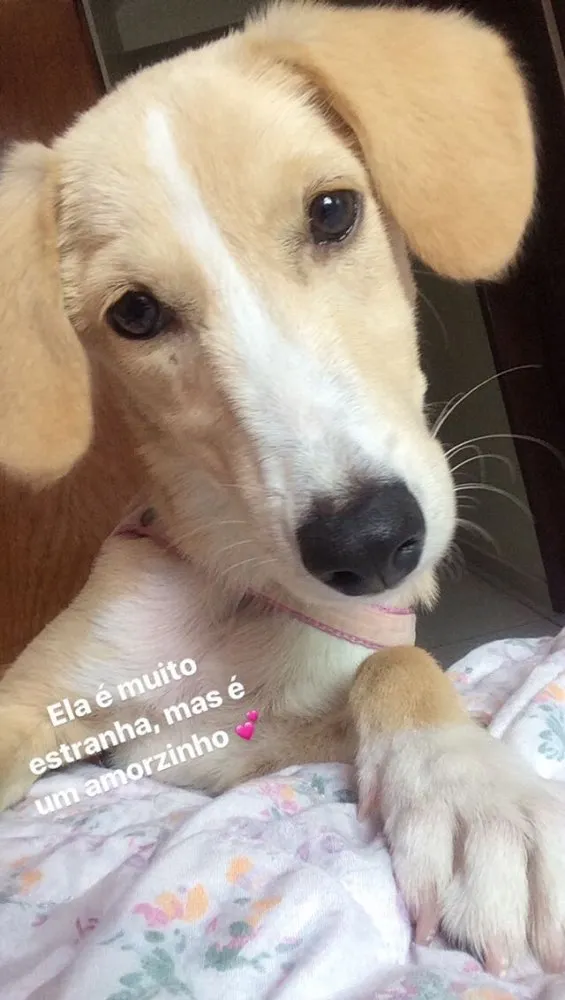 Cachorro ra a Vira-lata  idade 2 anos nome Cristal 