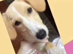 Cachorro ra a Vira-lata  idade 2 anos nome Cristal 