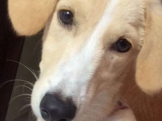 Cachorro ra a Vira-lata  idade 2 anos nome Cristal 